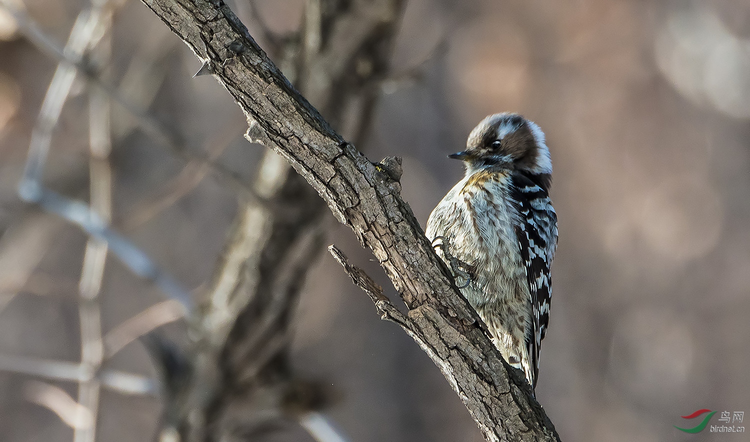 东北大山里的小啄木鸟