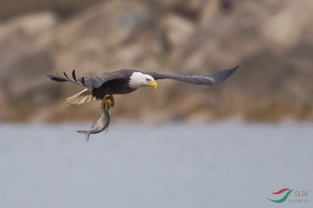 成年白头鹰抓鱼系列