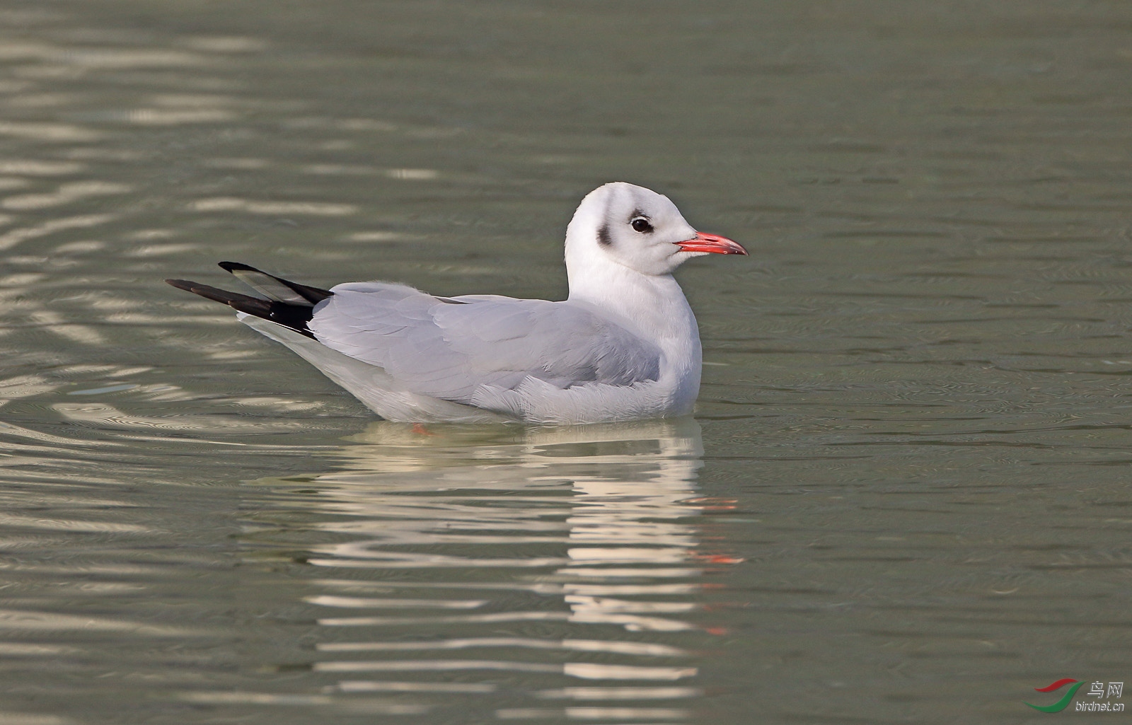 夕照红嘴 - 水鸟版 鸟网