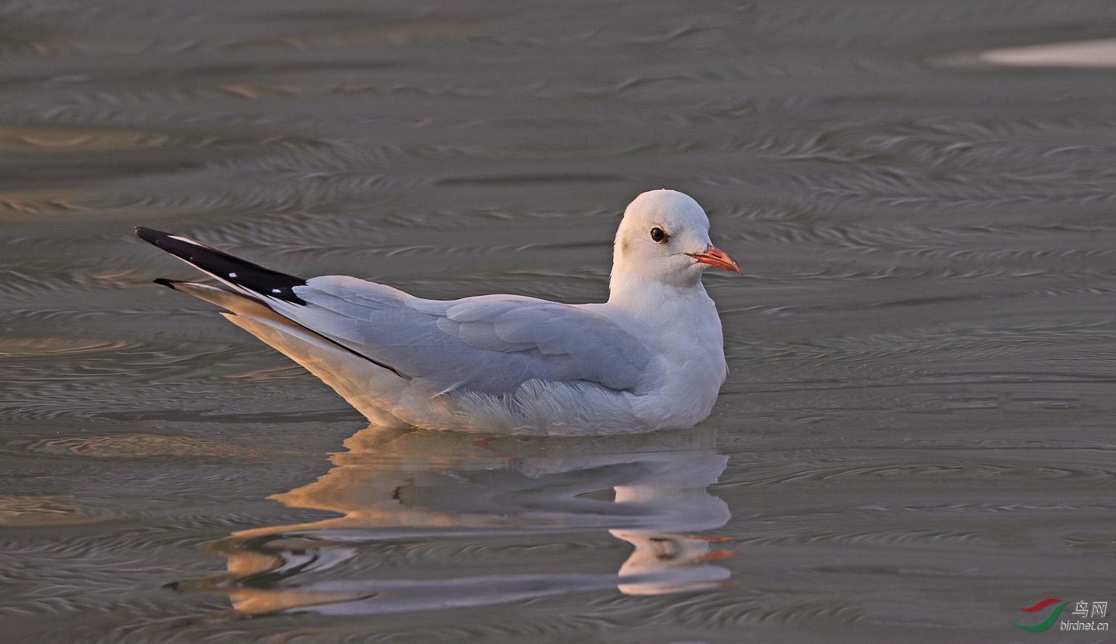 夕照红嘴 - 水鸟版 鸟网