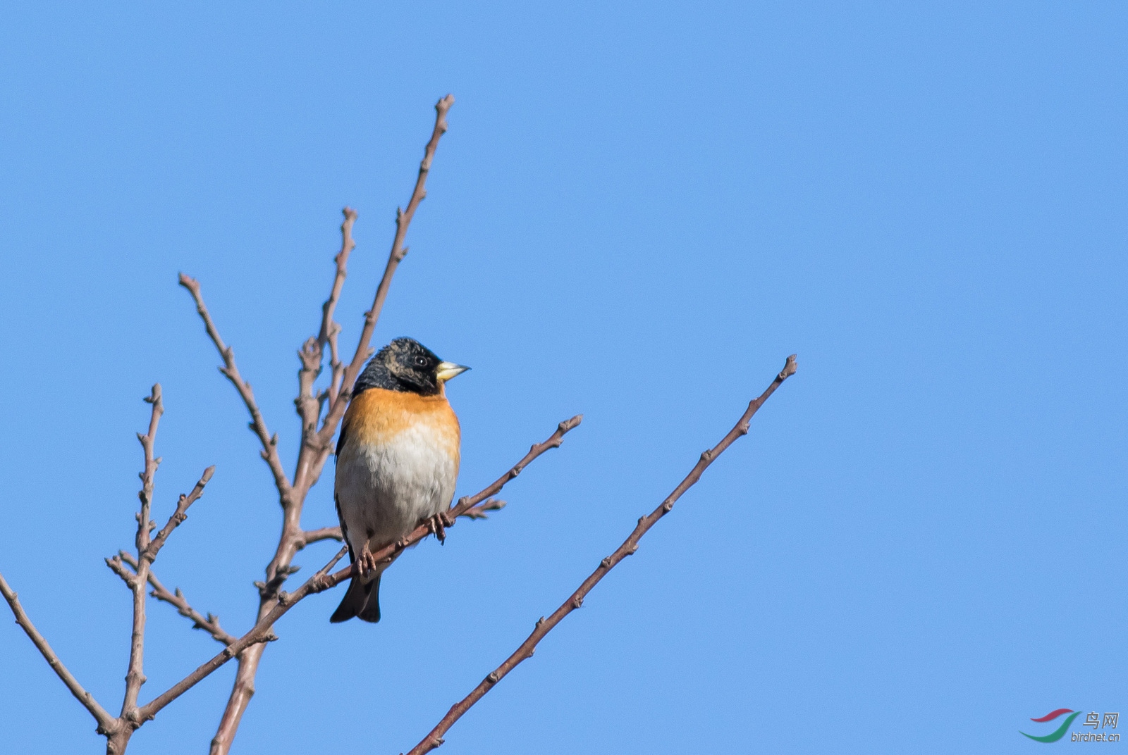 鸿鹄安知燕雀之无志