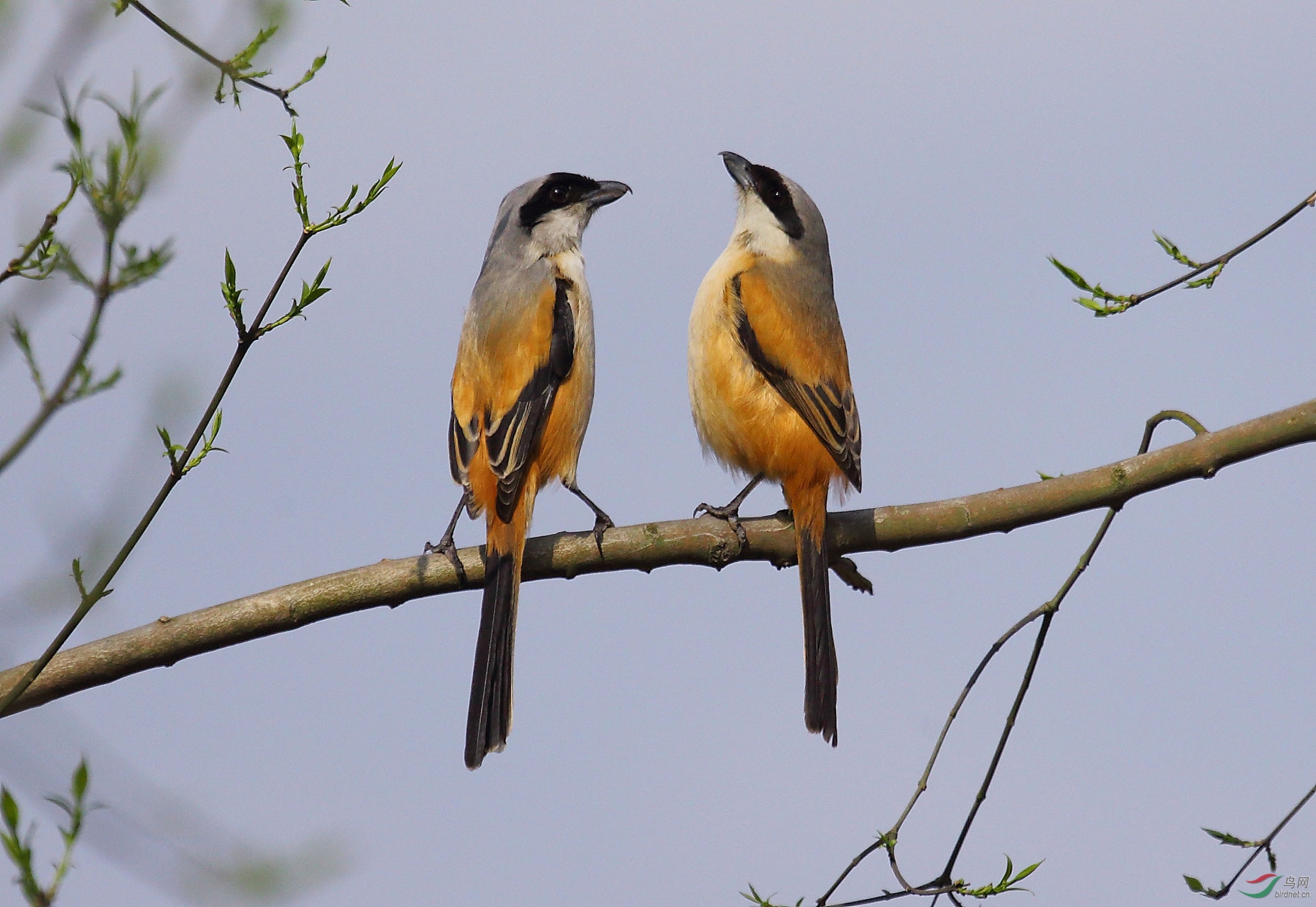 一对伯劳 - 林鸟版 鸟网