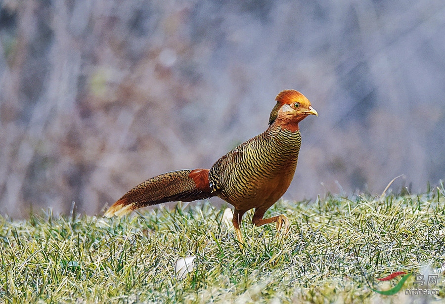 DSC_7644_����_����.jpg