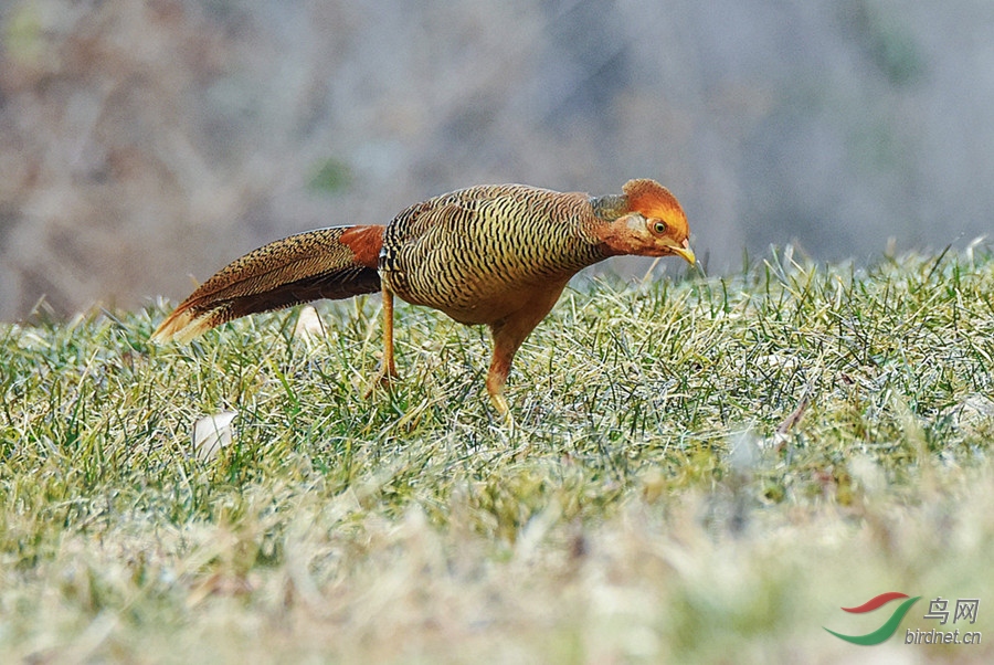 DSC_7645_����_����.jpg