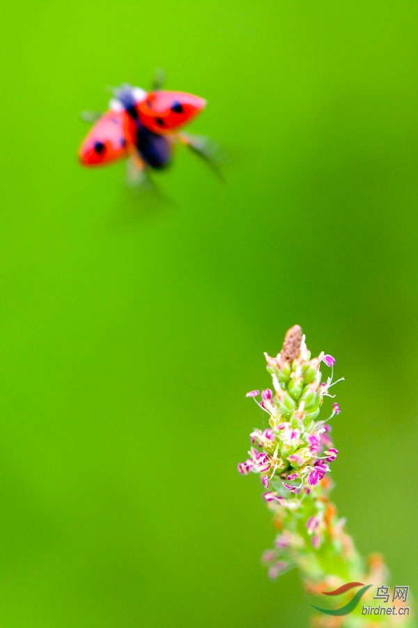 虫虫飞——瓢虫一组