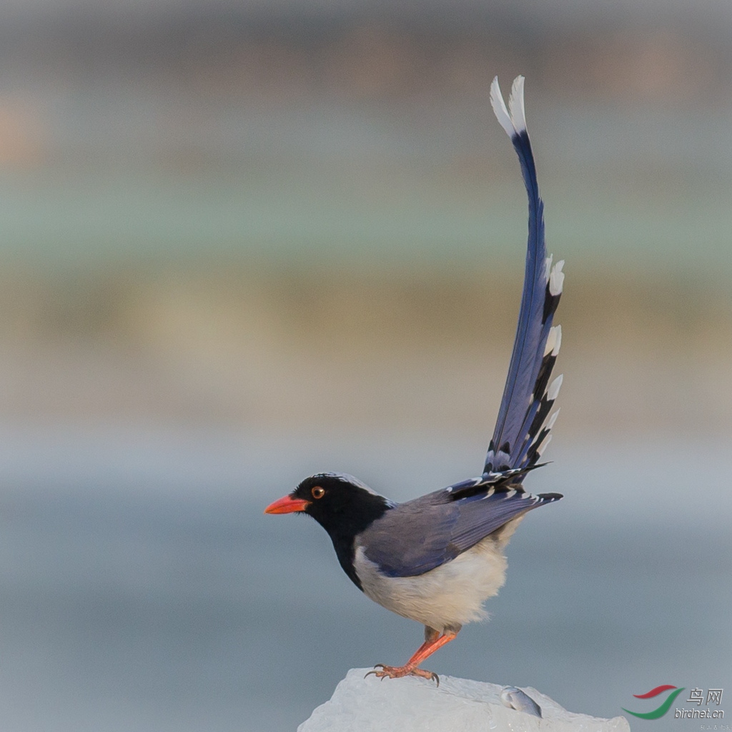 翘尾巴的红嘴蓝鹊