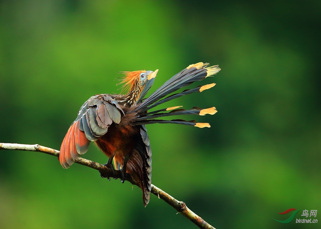 麝雉hoatzin3.jpg
