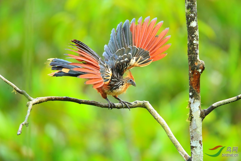 麝雉hoatzin.jpg