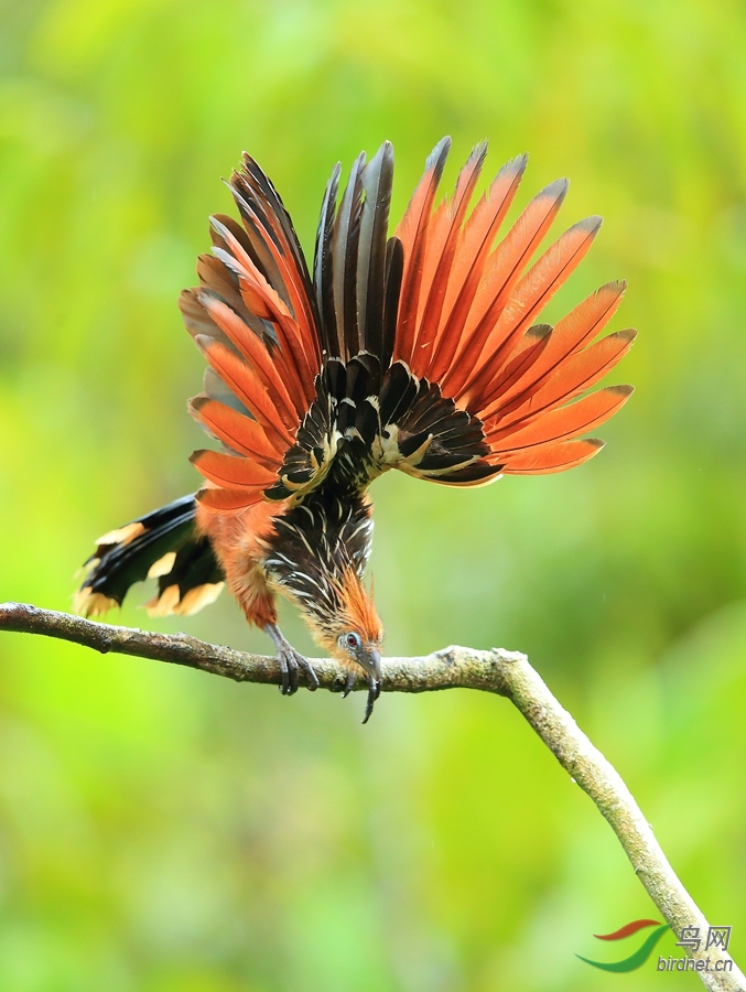 麝雉hoatzin1.jpg