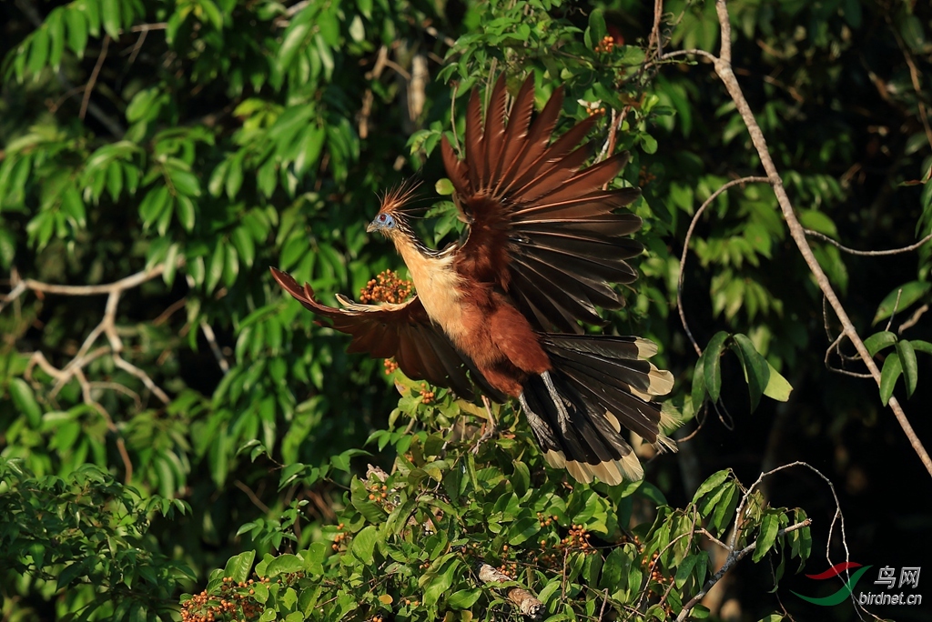 麝雉hoatzin5.jpg