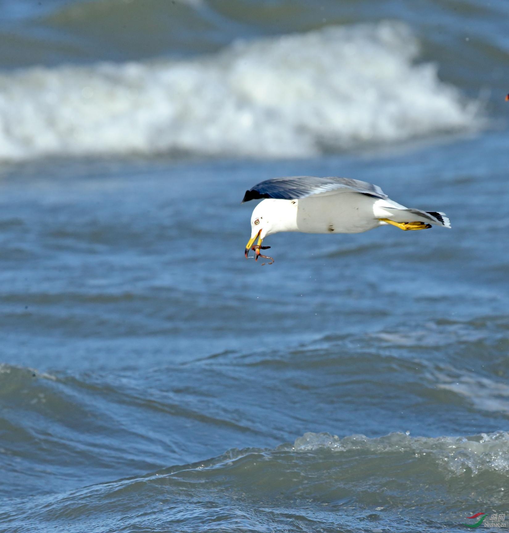 海鸥在大海海滩海浪中觅食