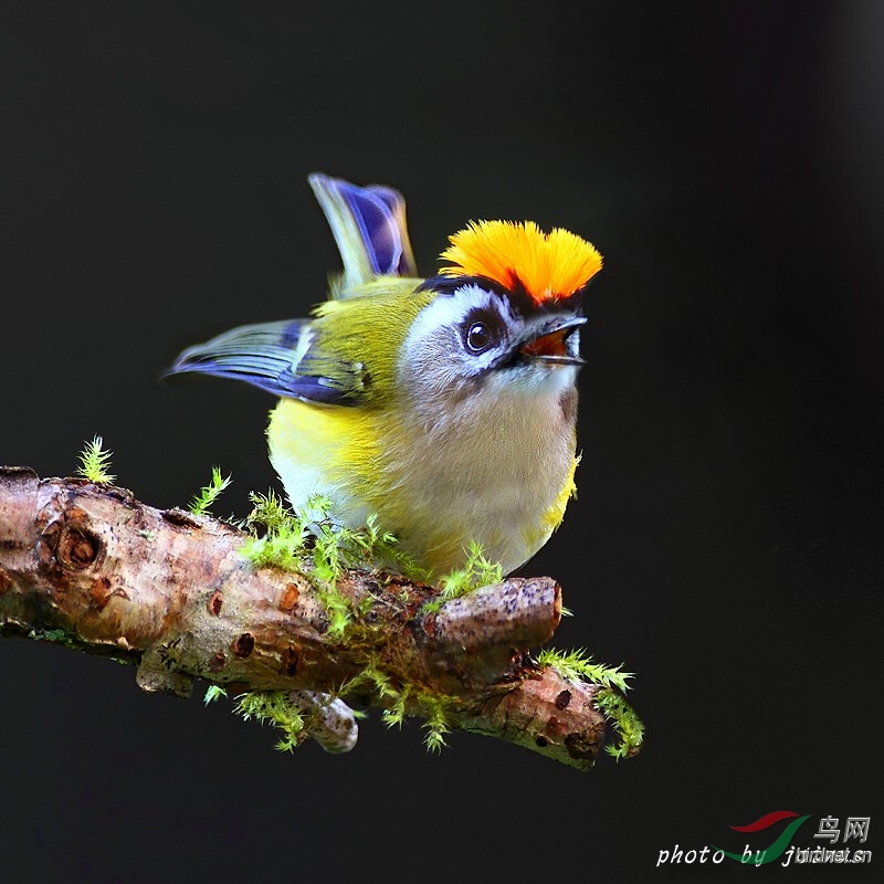 火冠戴菊火冠戴菊图一荣获鸟网首页每日精华