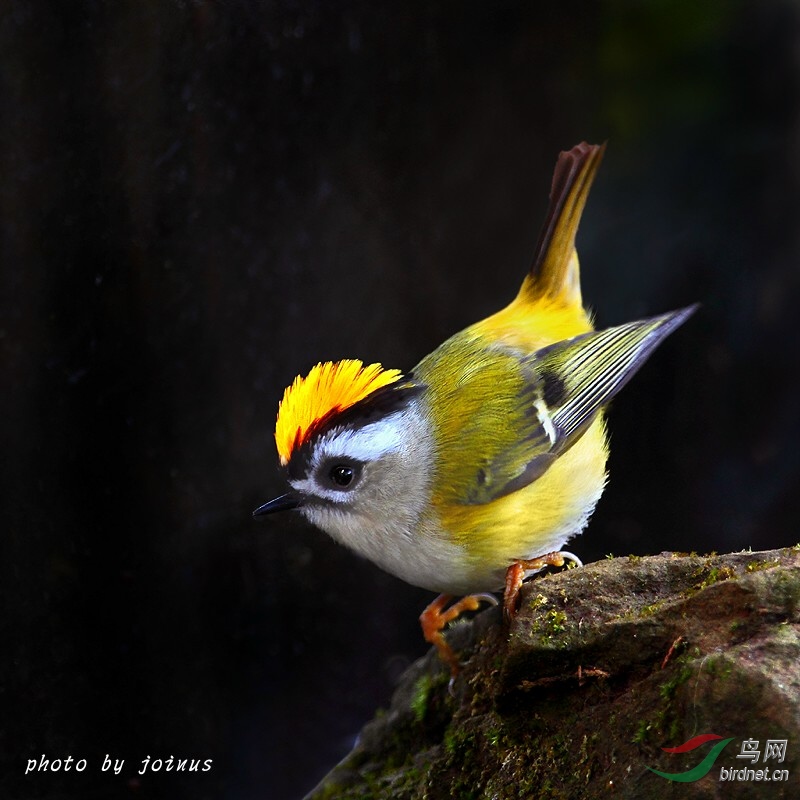 火冠戴菊火冠戴菊图一荣获鸟网首页每日精华