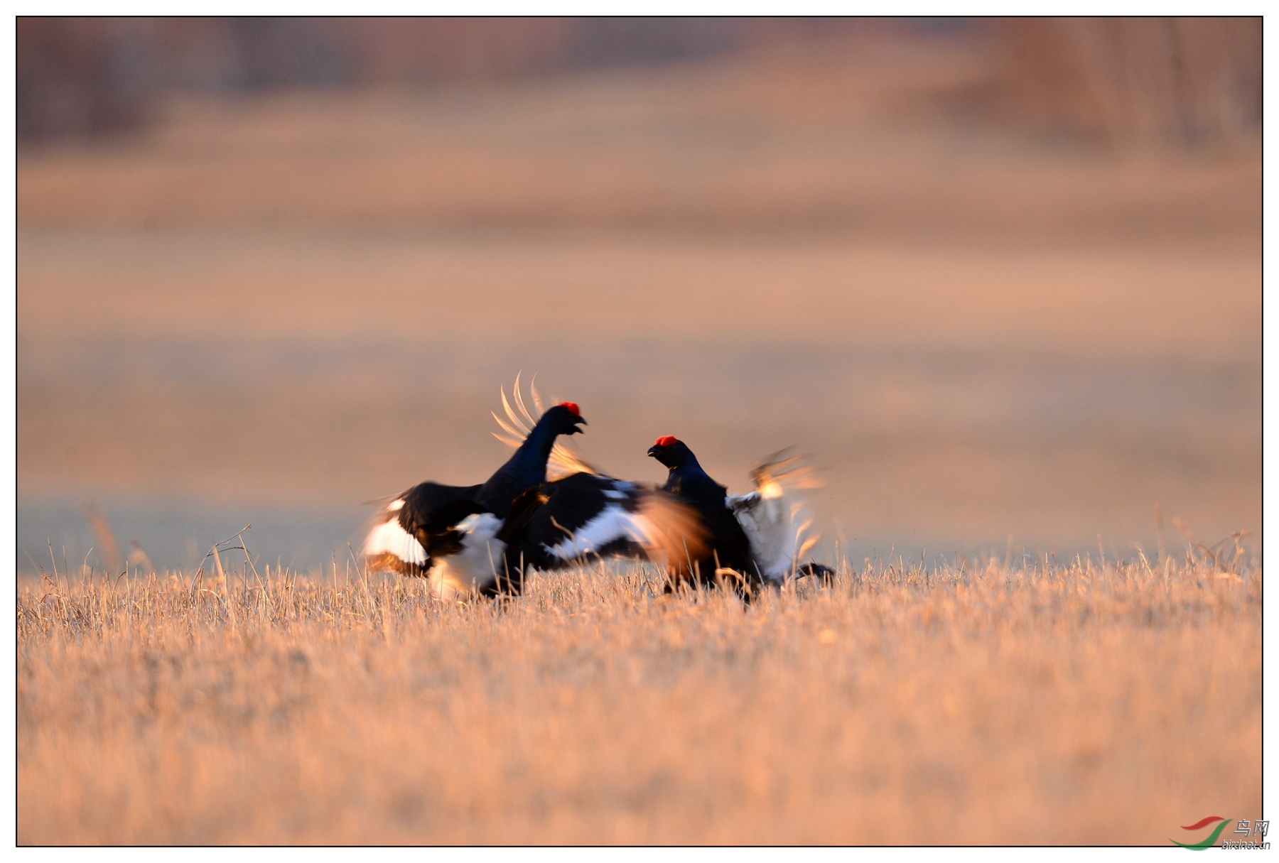 视觉日记人勤春早百鸟归林