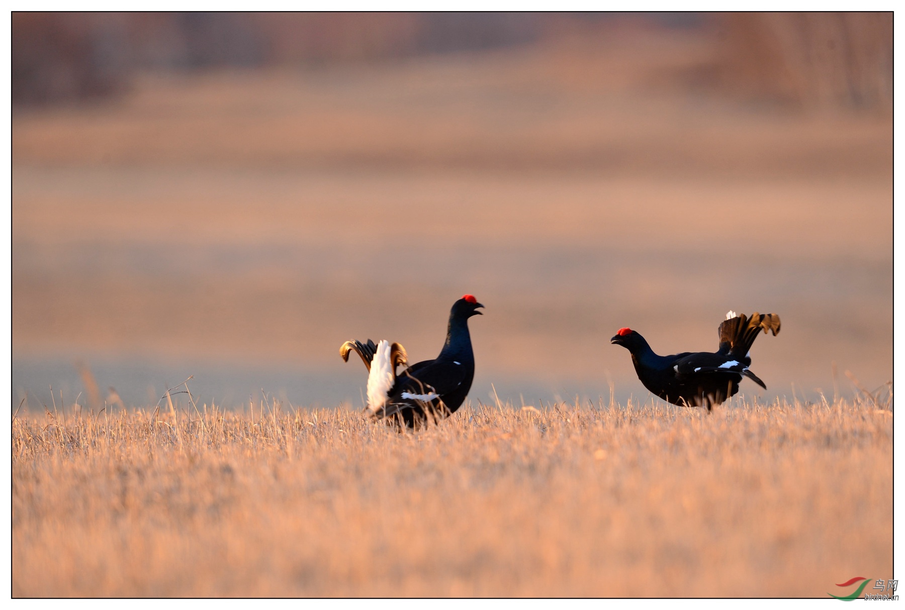 视觉日记人勤春早百鸟归林