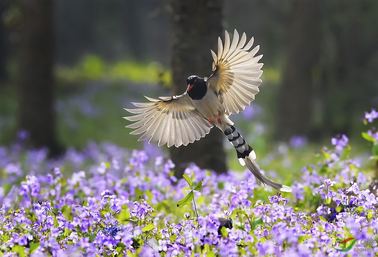 南植的红嘴蓝鹊