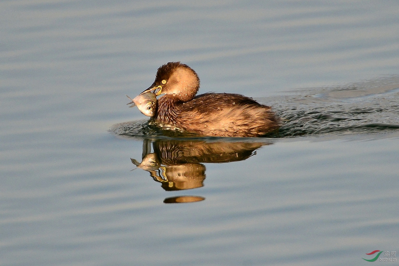 捕鱼好手小䴙䴘