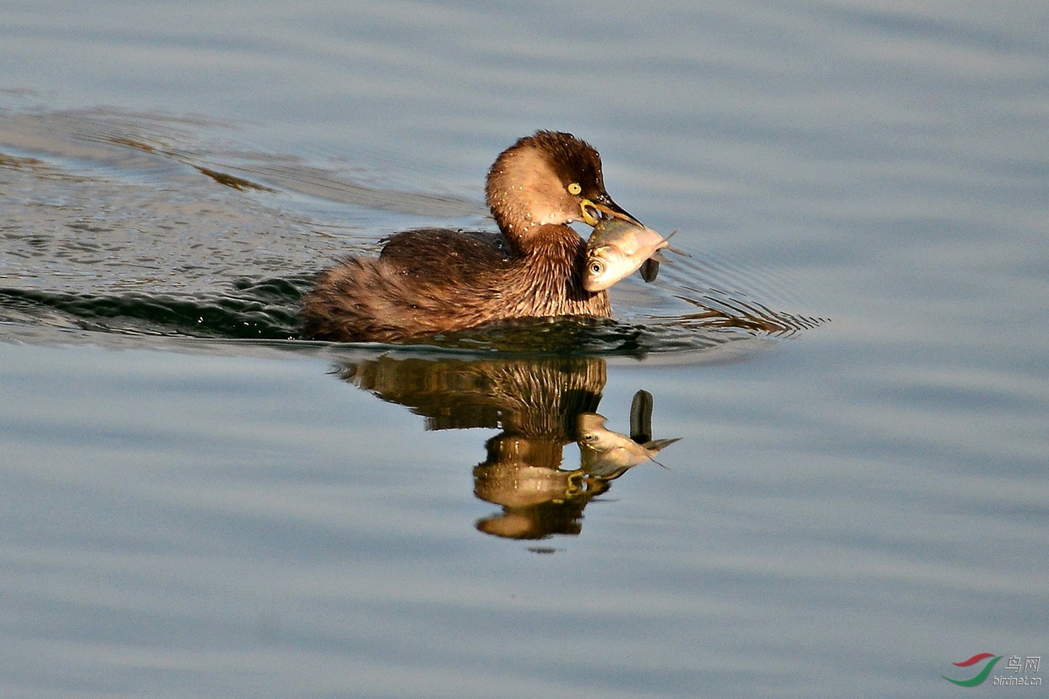 捕鱼好手小䴙䴘
