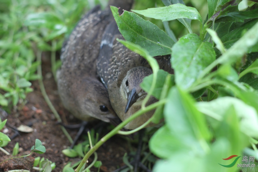 有人来了,注意隐蔽!