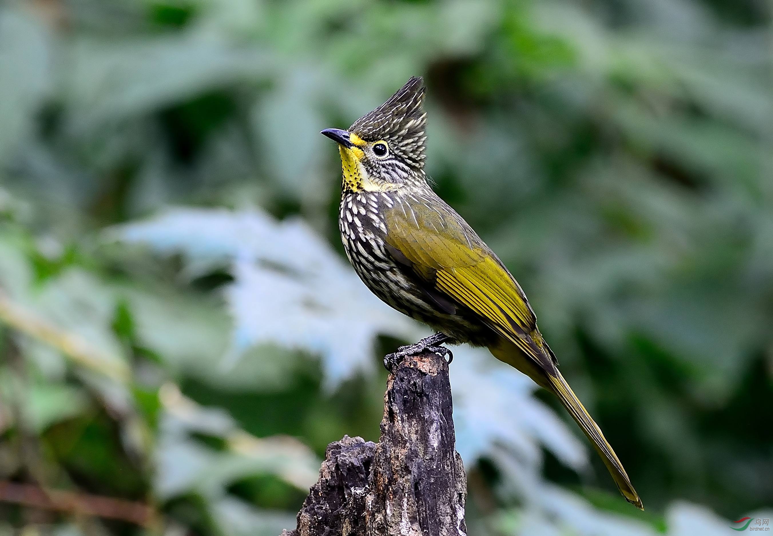 纵纹绿鹎 - 香港版 hong kong 鸟网