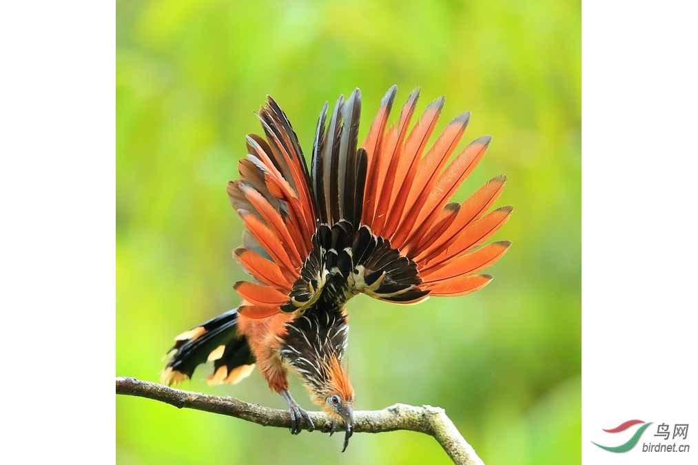 麝雉最原始的鸟