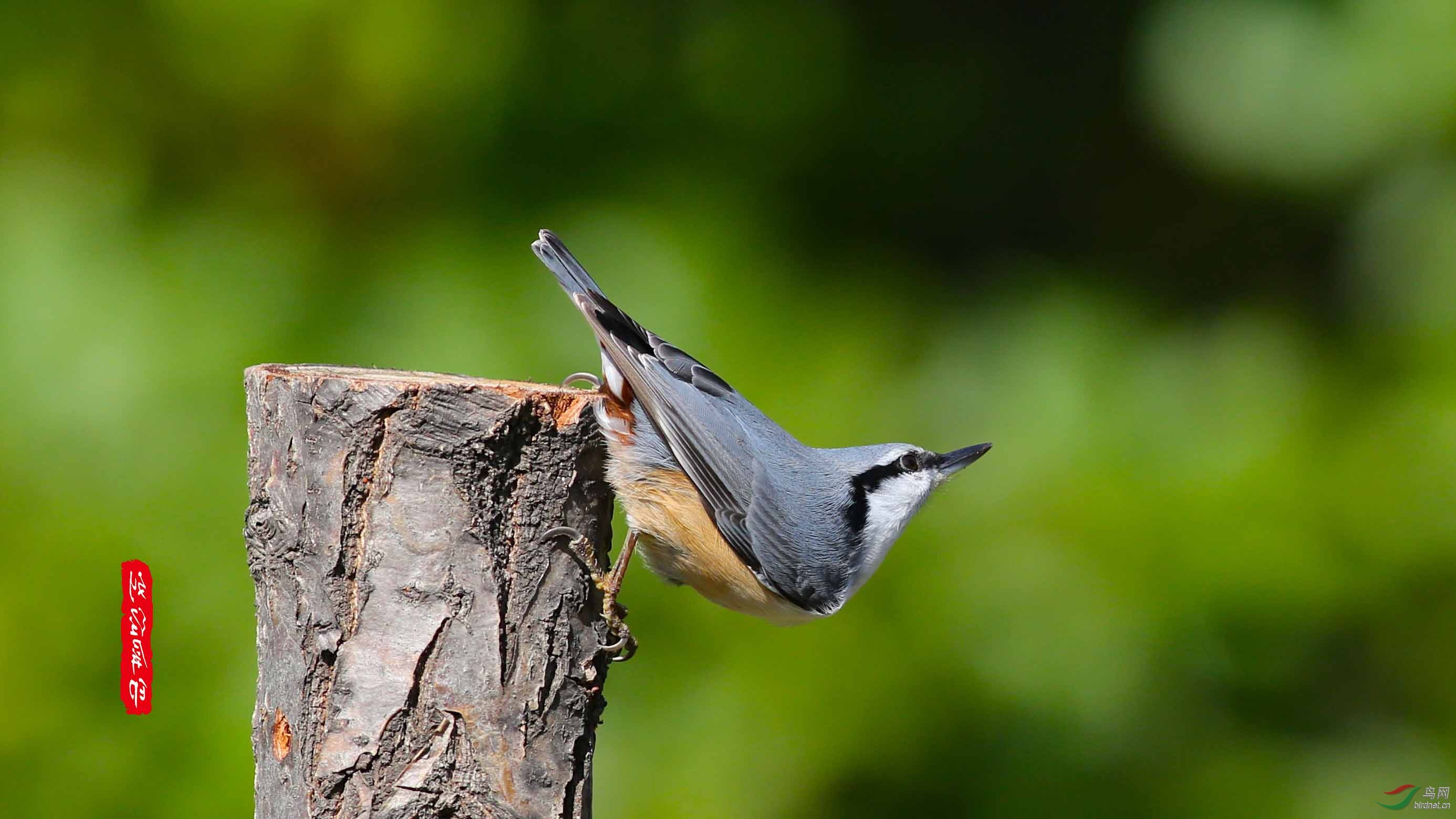 普通鳾.