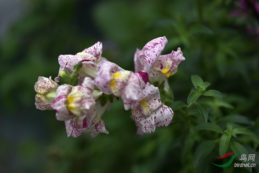 2016香港花展之主题花《洋彩雀》