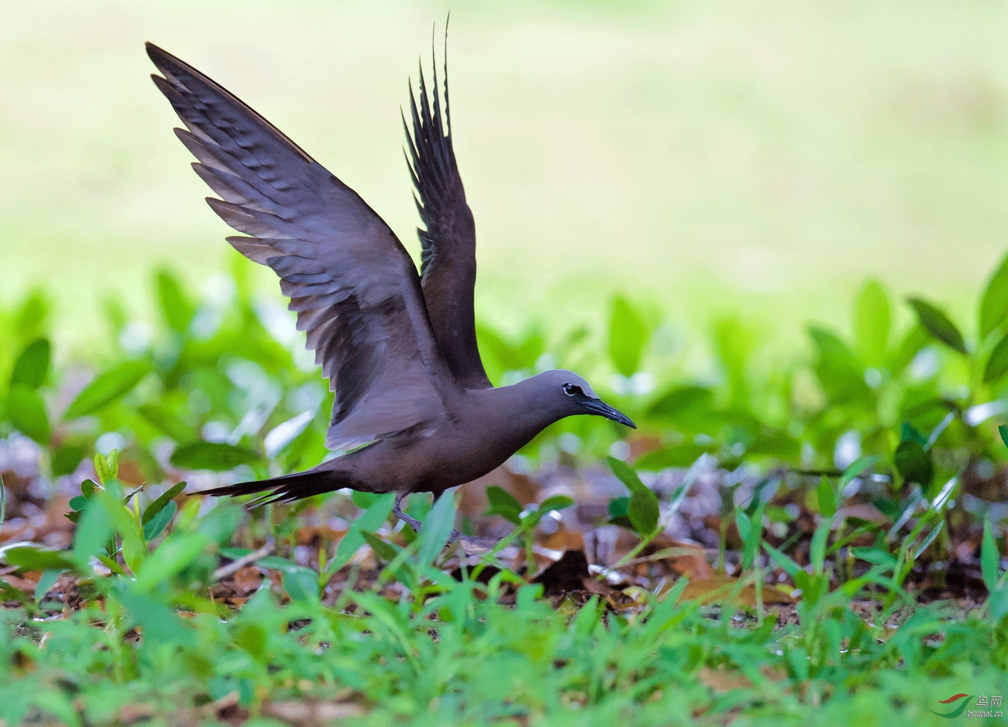 塞舌尔鸟岛白顶玄燕鸥一组飞版