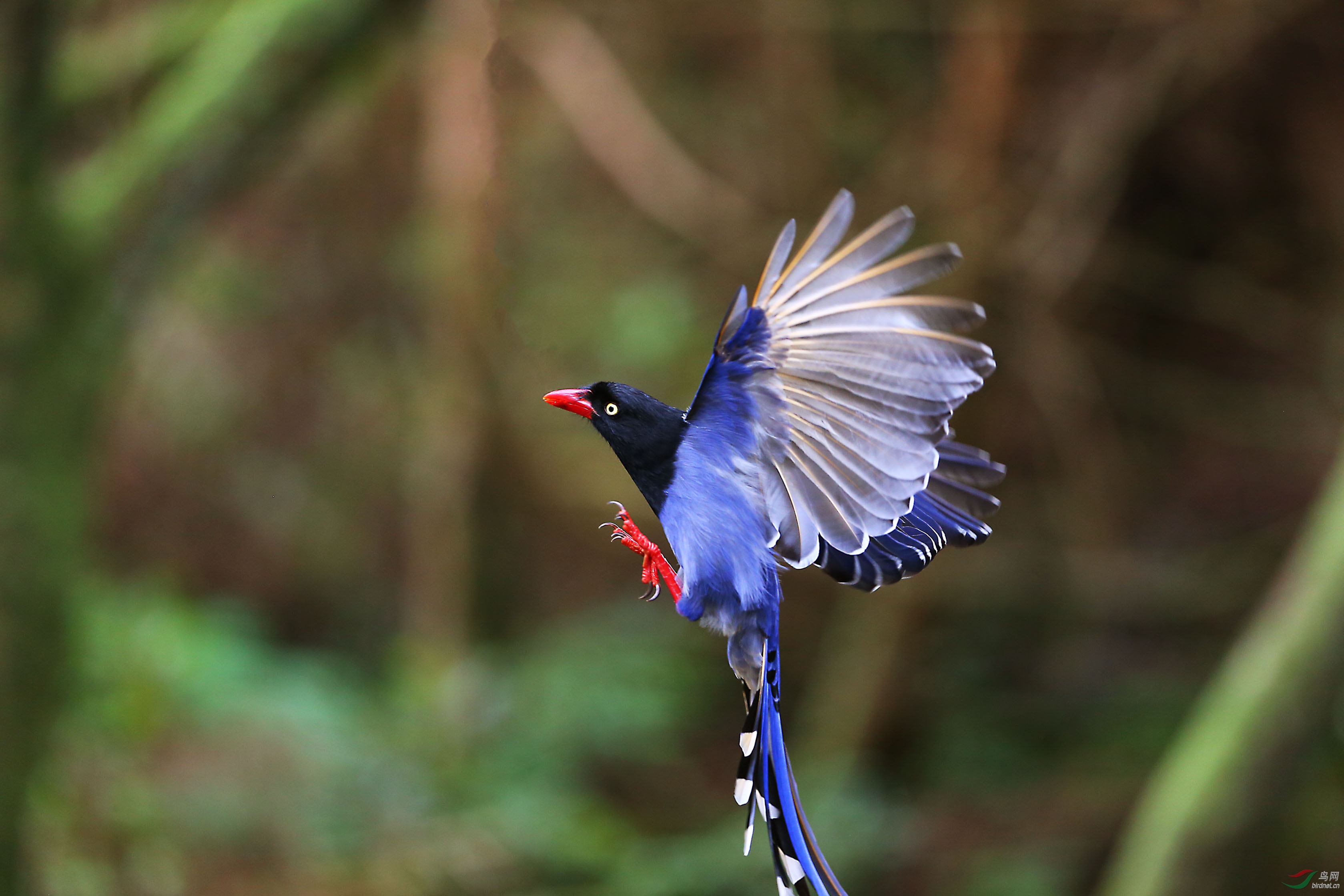 台湾特有种十六台湾蓝鹊