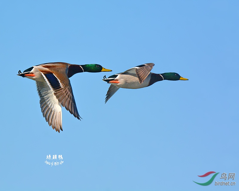 两只绿头鸭高空飞翔瞬间.