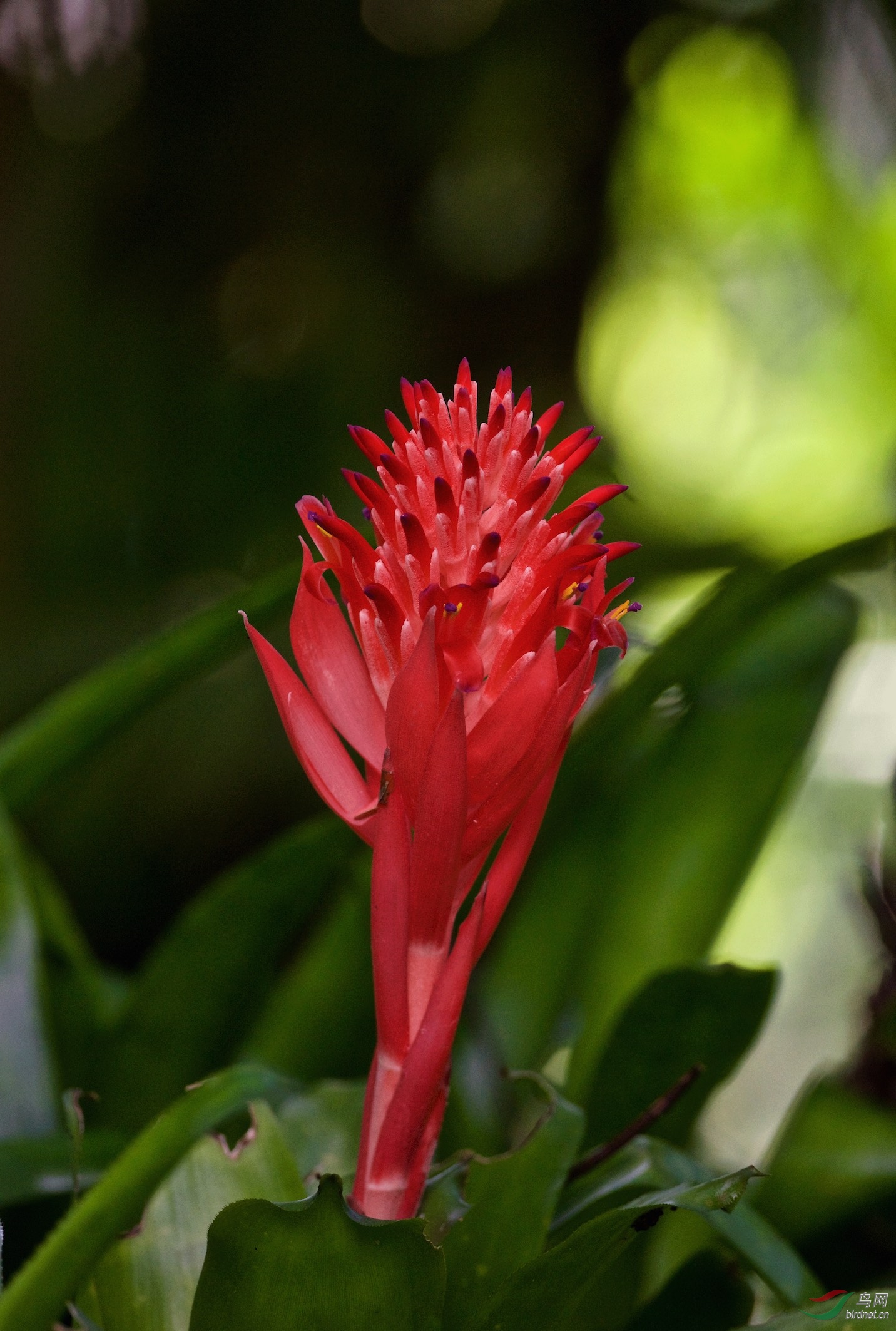 塞舌尔群岛特有的奇异花卉一组