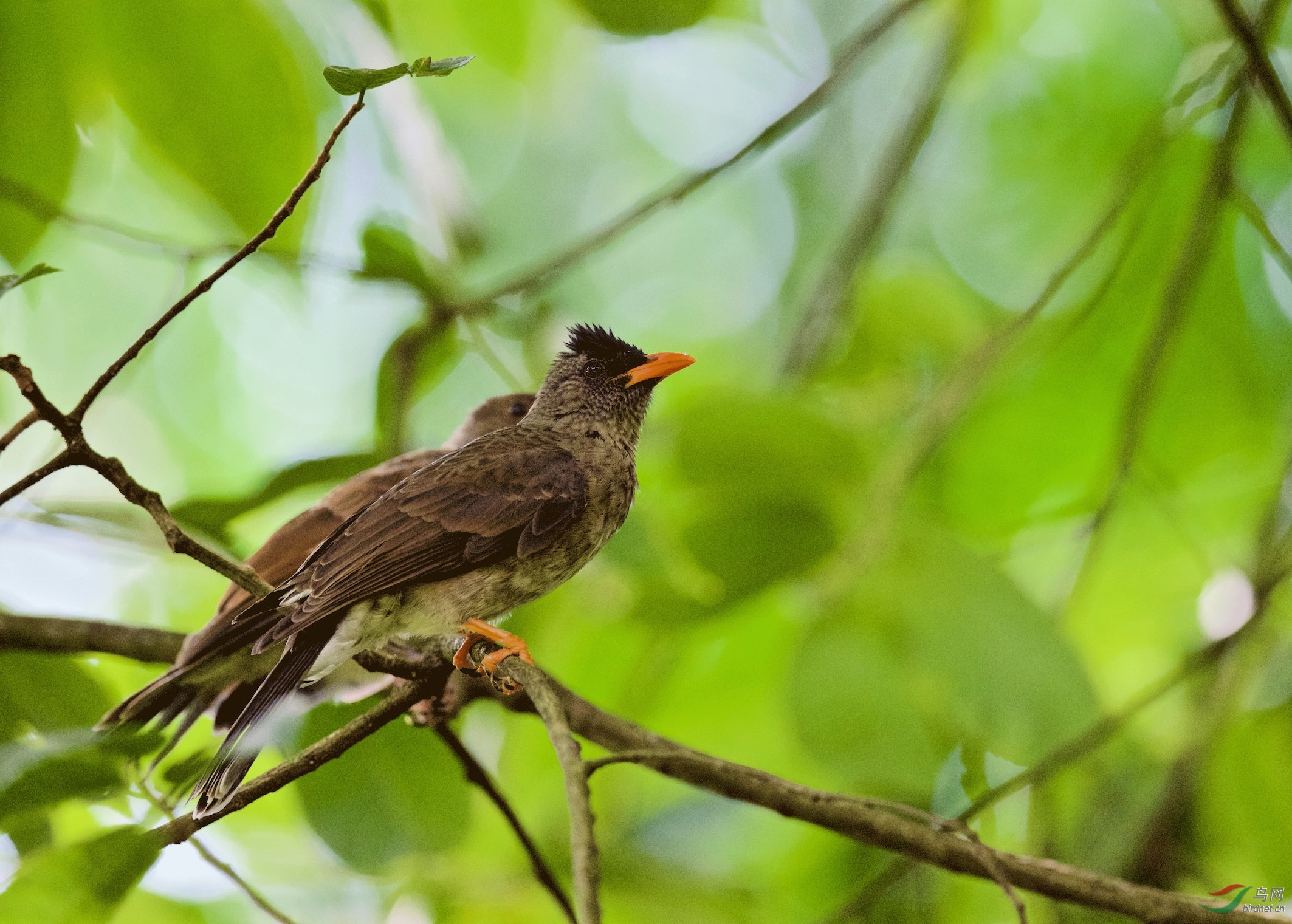 塞舌尔群岛厚嘴短脚鹎特有鸟种