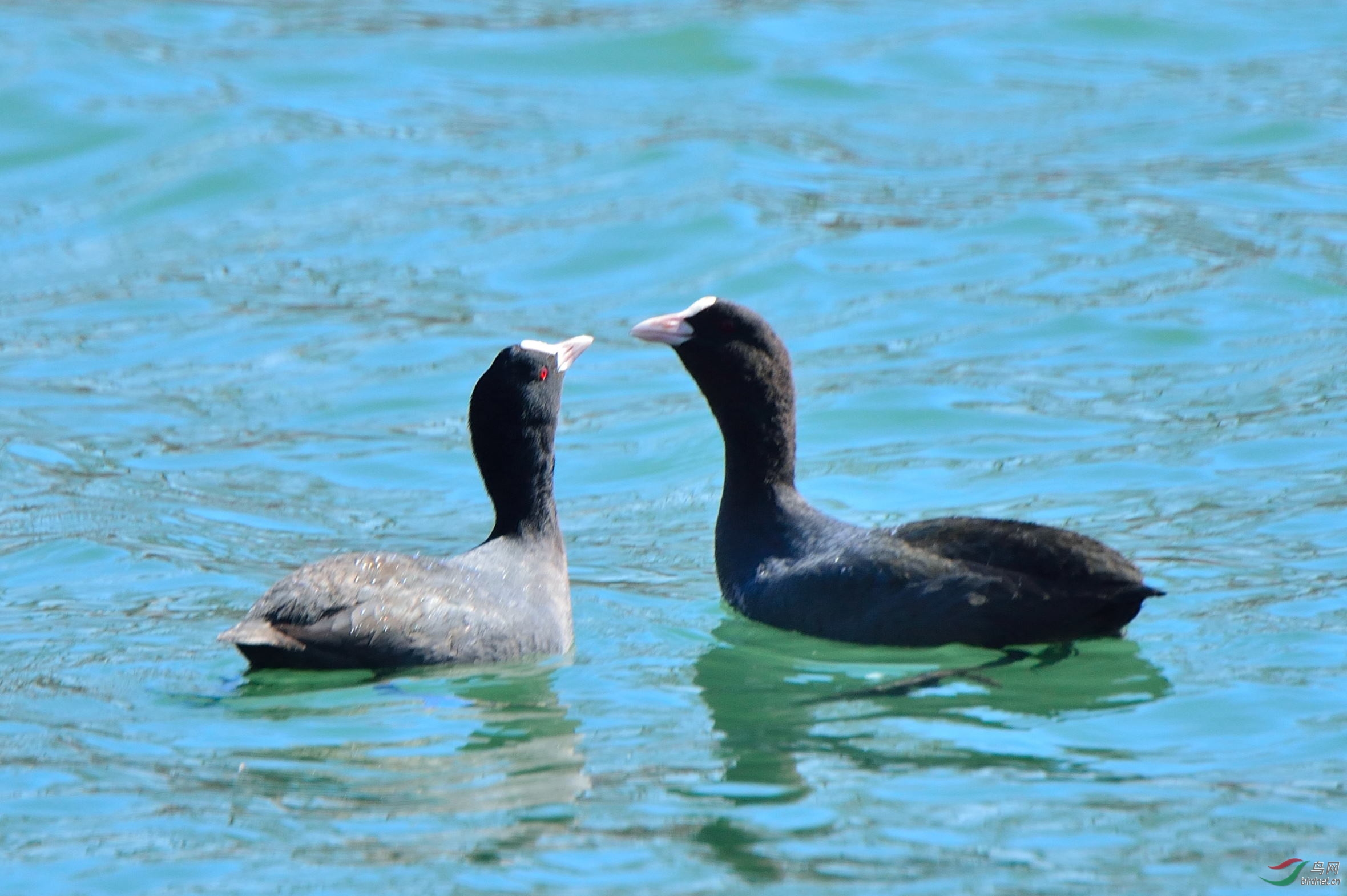 北海公园的一对白骨顶水鸡