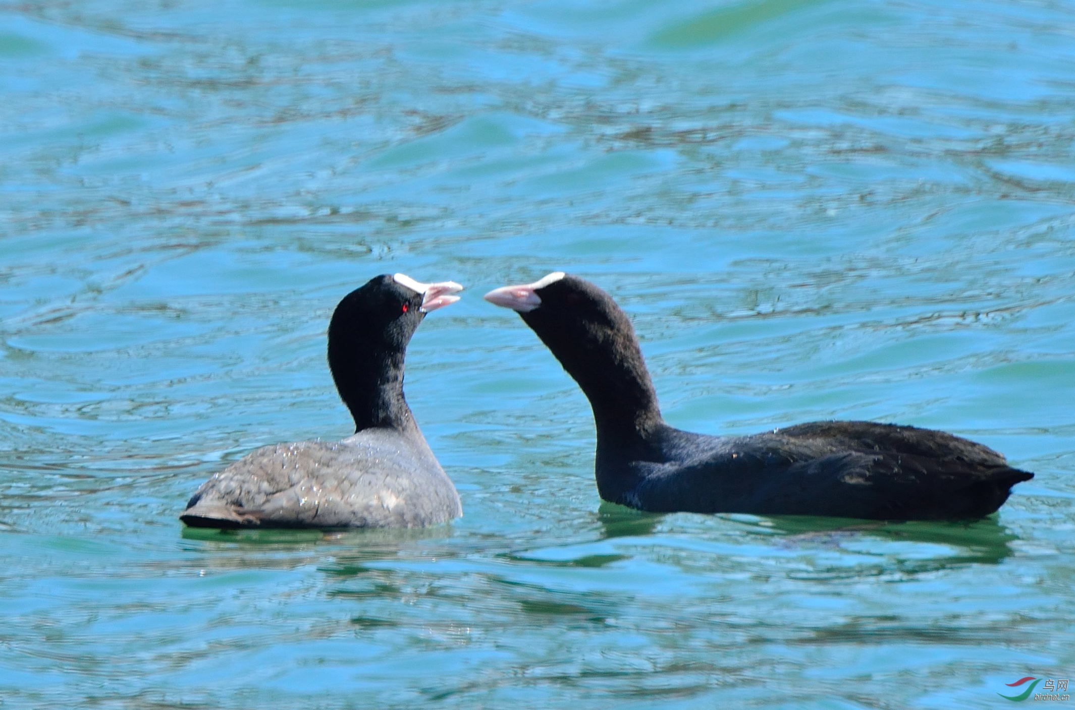 北海公园的一对白骨顶水鸡