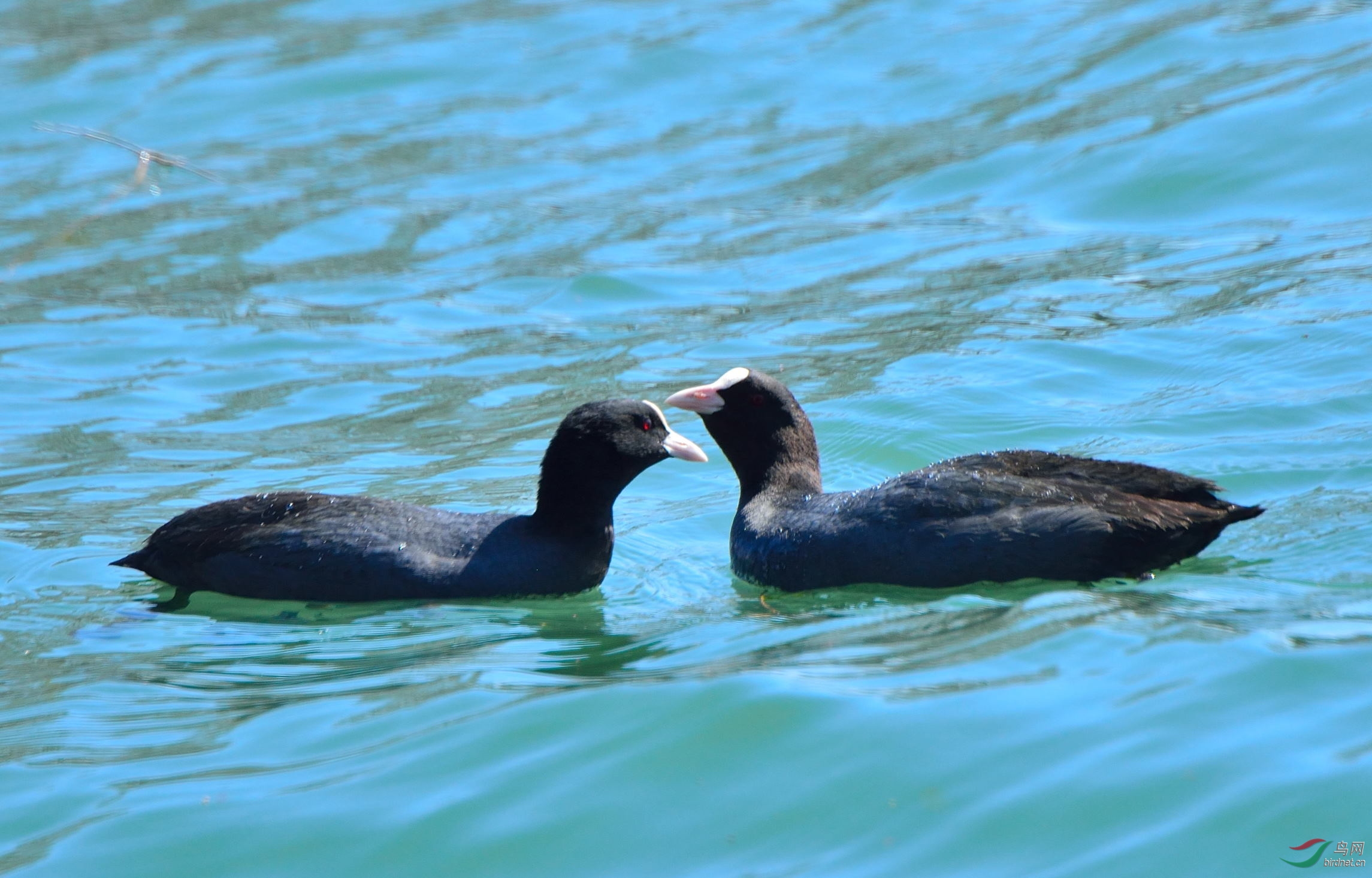 北海公园的一对白骨顶水鸡