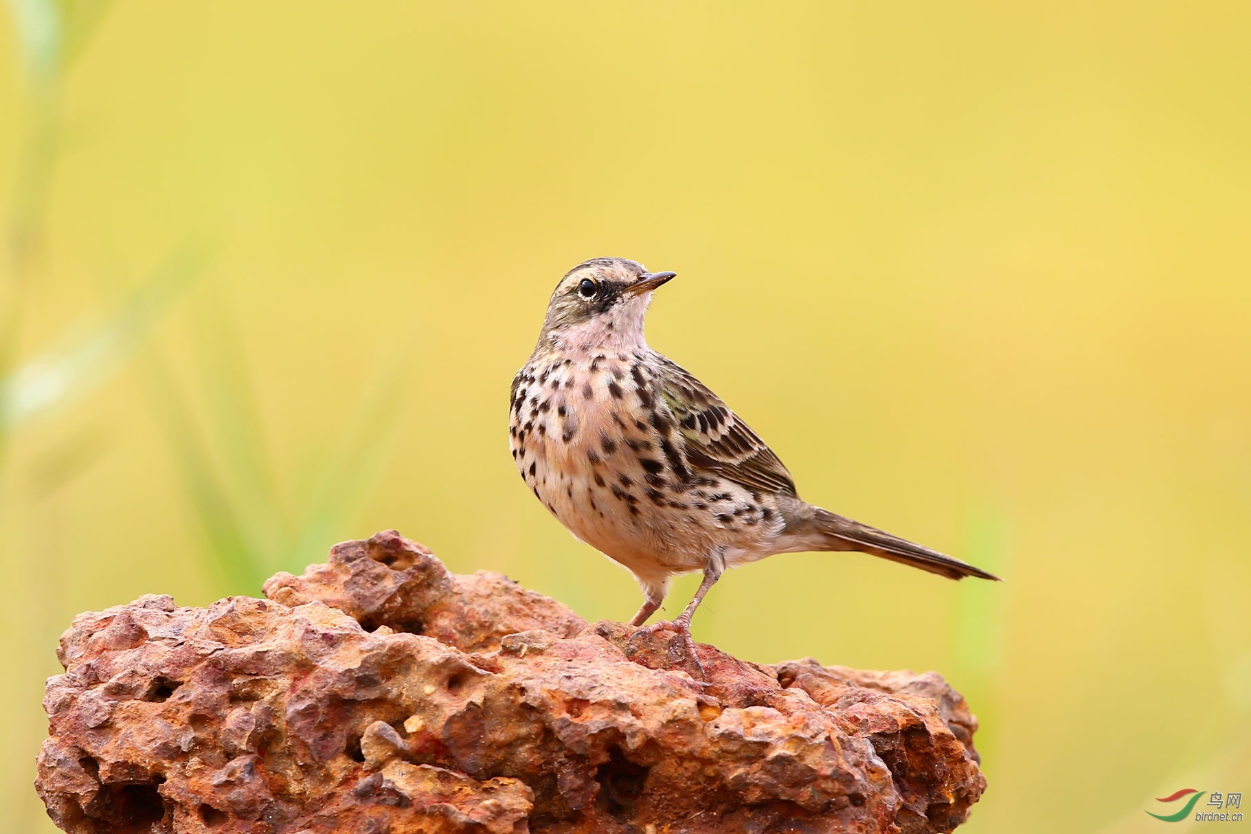 粉红胸鹨 - 江西版 jiangxi 鸟网