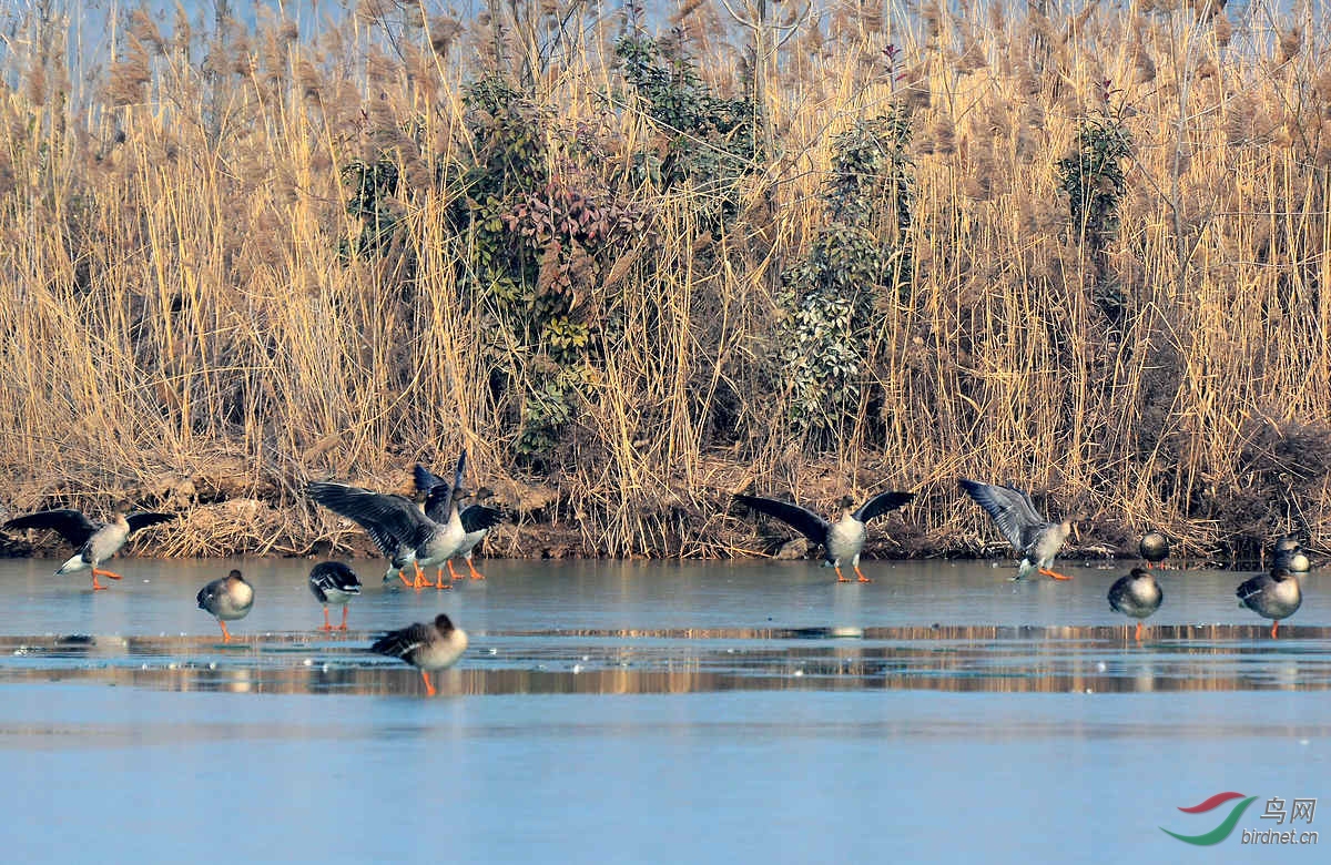 芦苇荡前栖息的大雁 2