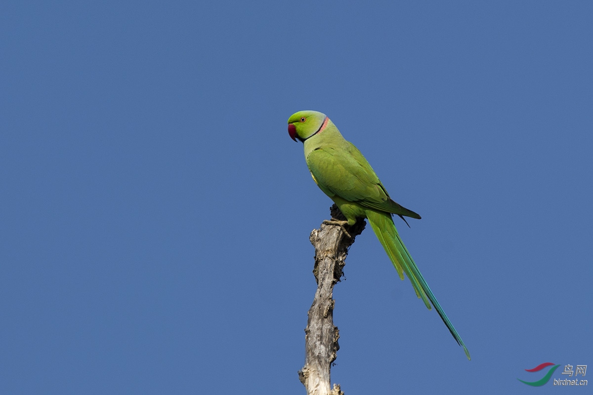 红嘴绿鹦鹉(拍摄于尼泊尔)