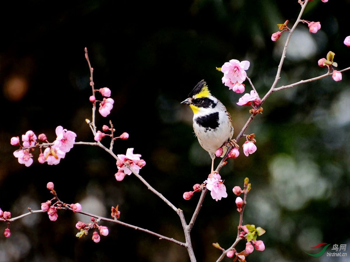 红梅花虎头凤