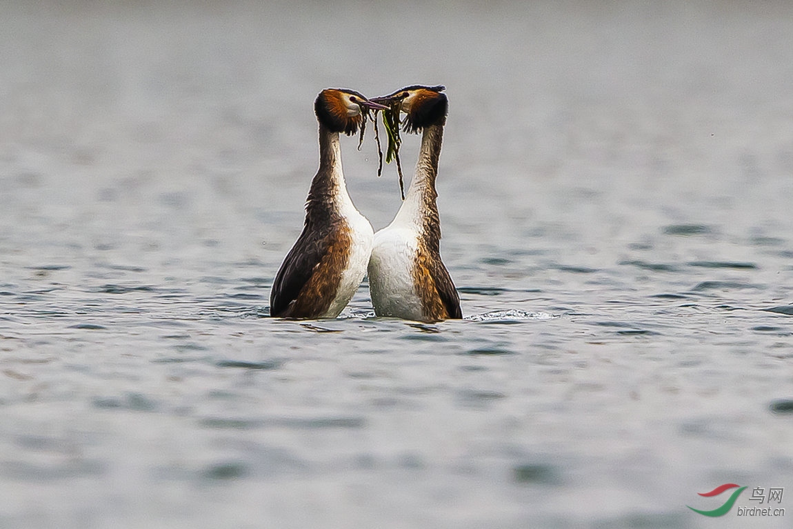 西堤湖畔的鸊激情表演撞胸