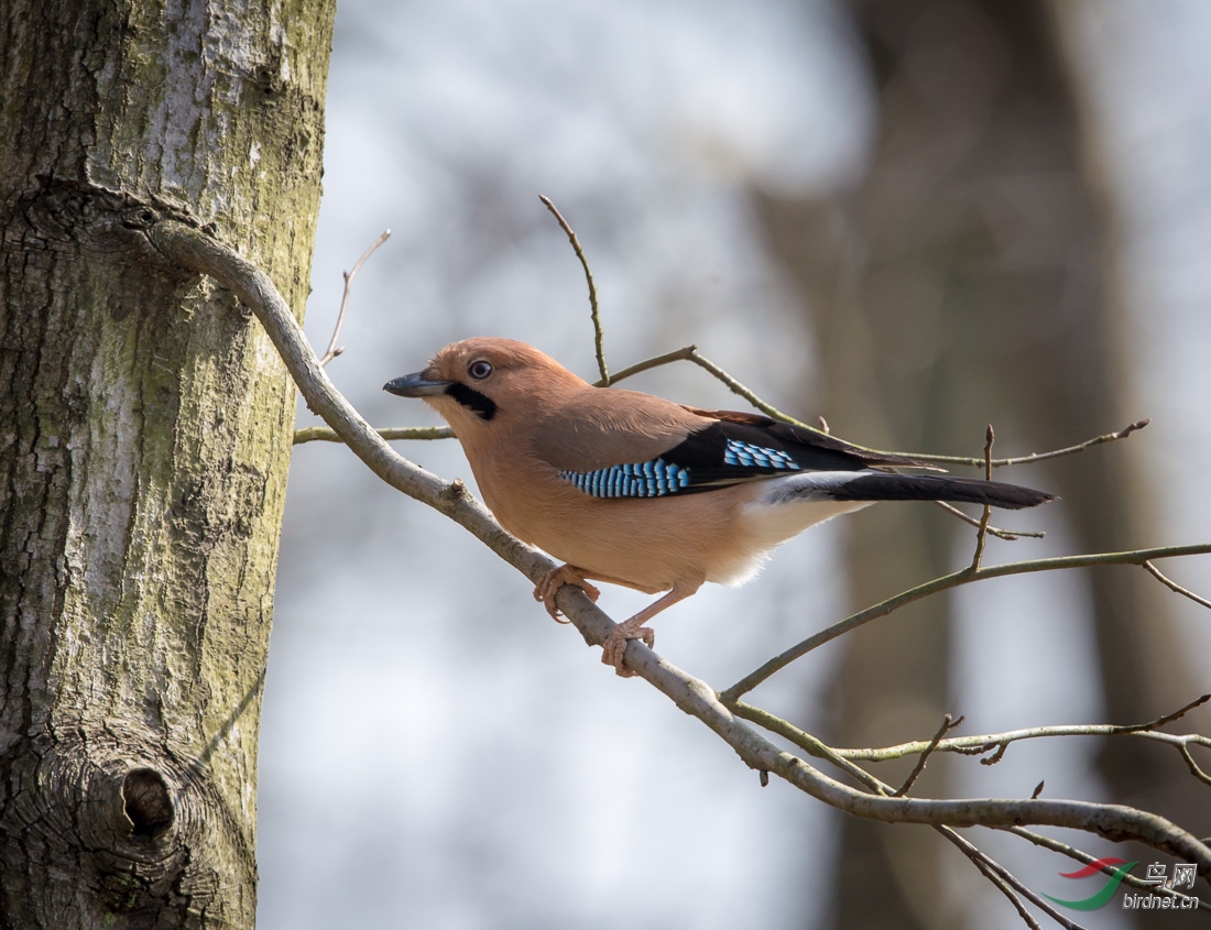 松鸦eurasianjay