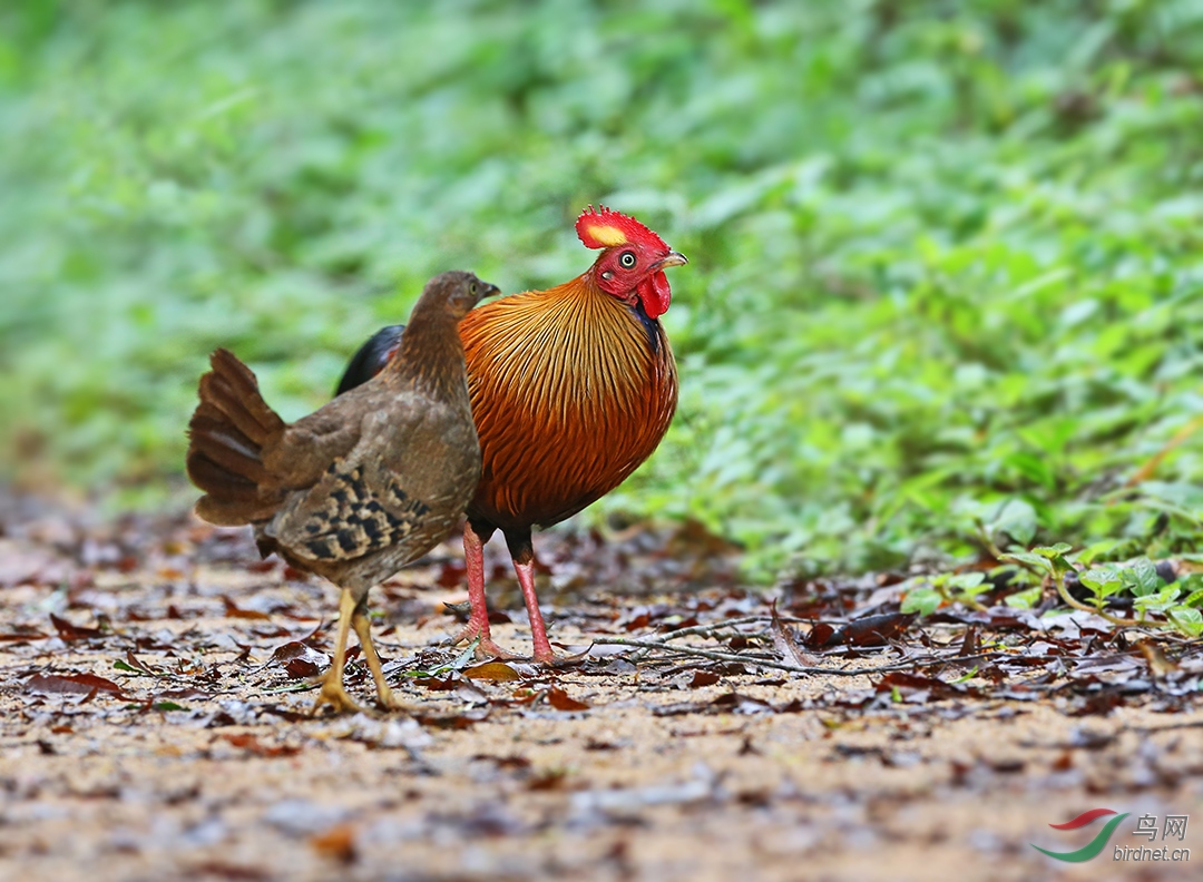 蓝喉原鸡祝大家新周快乐