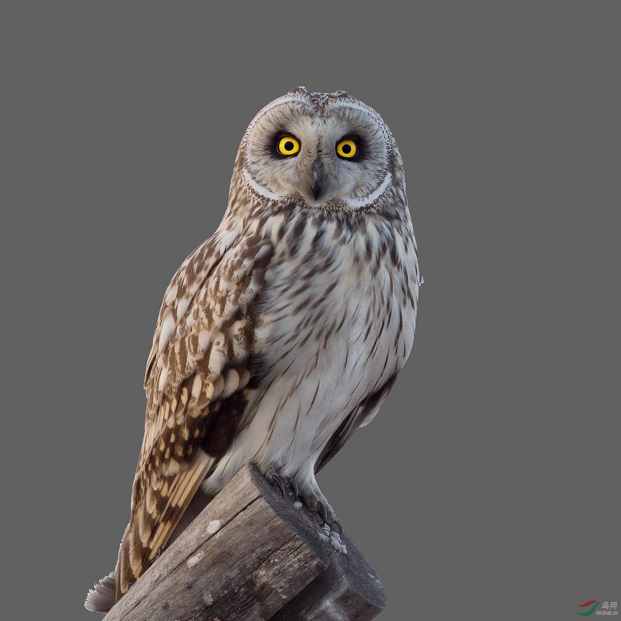 超高清的渭河短耳鸮