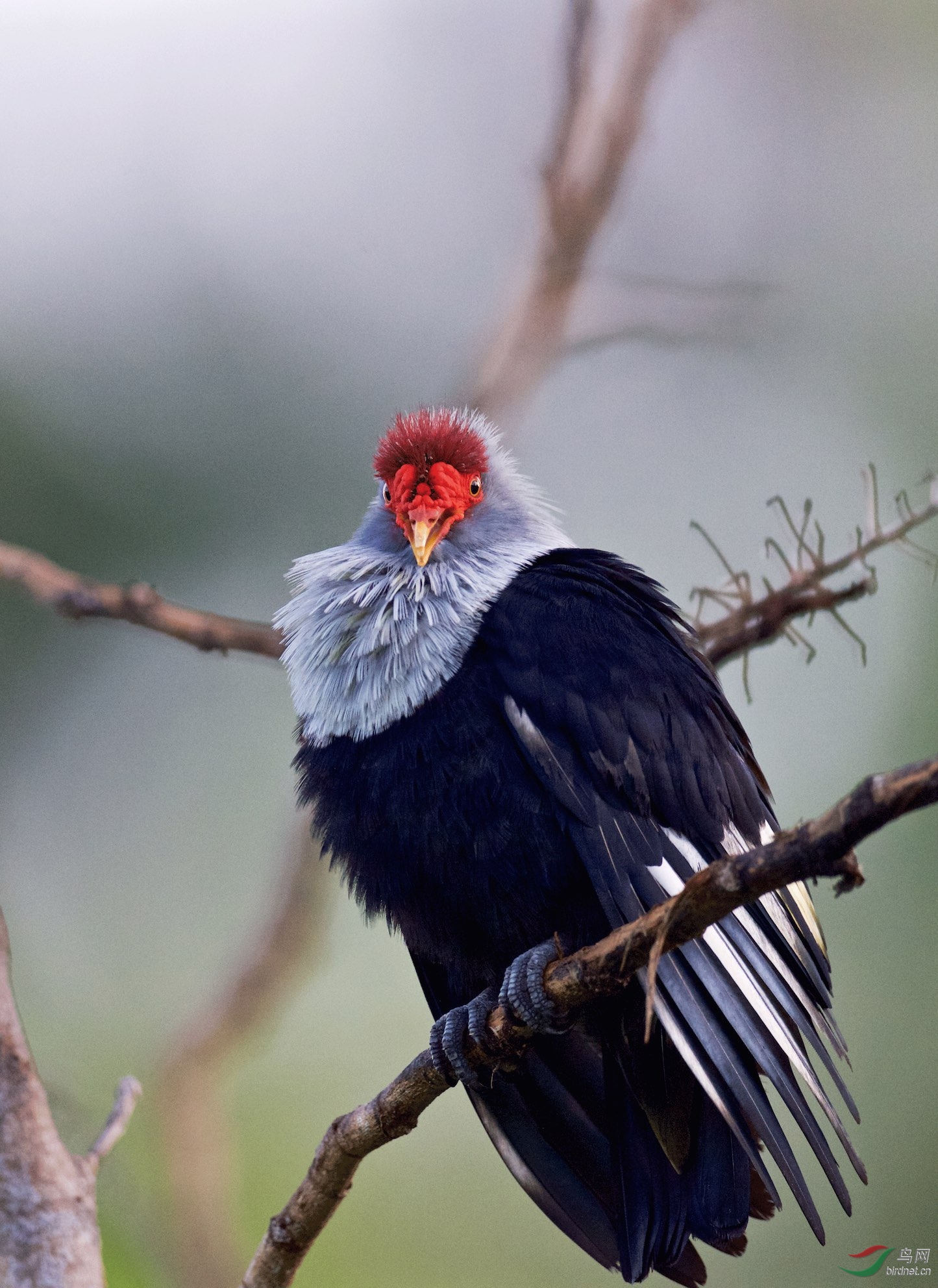 塞舌尔鸟岛红冠蓝鸠特有鸟种