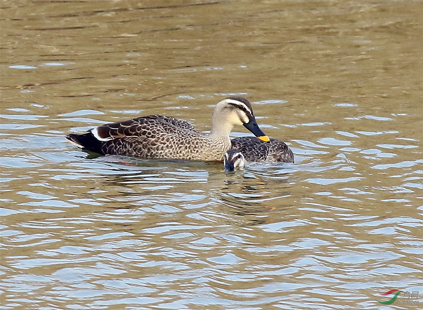 春风拂柳,池中鸭儿,情意绵绵!