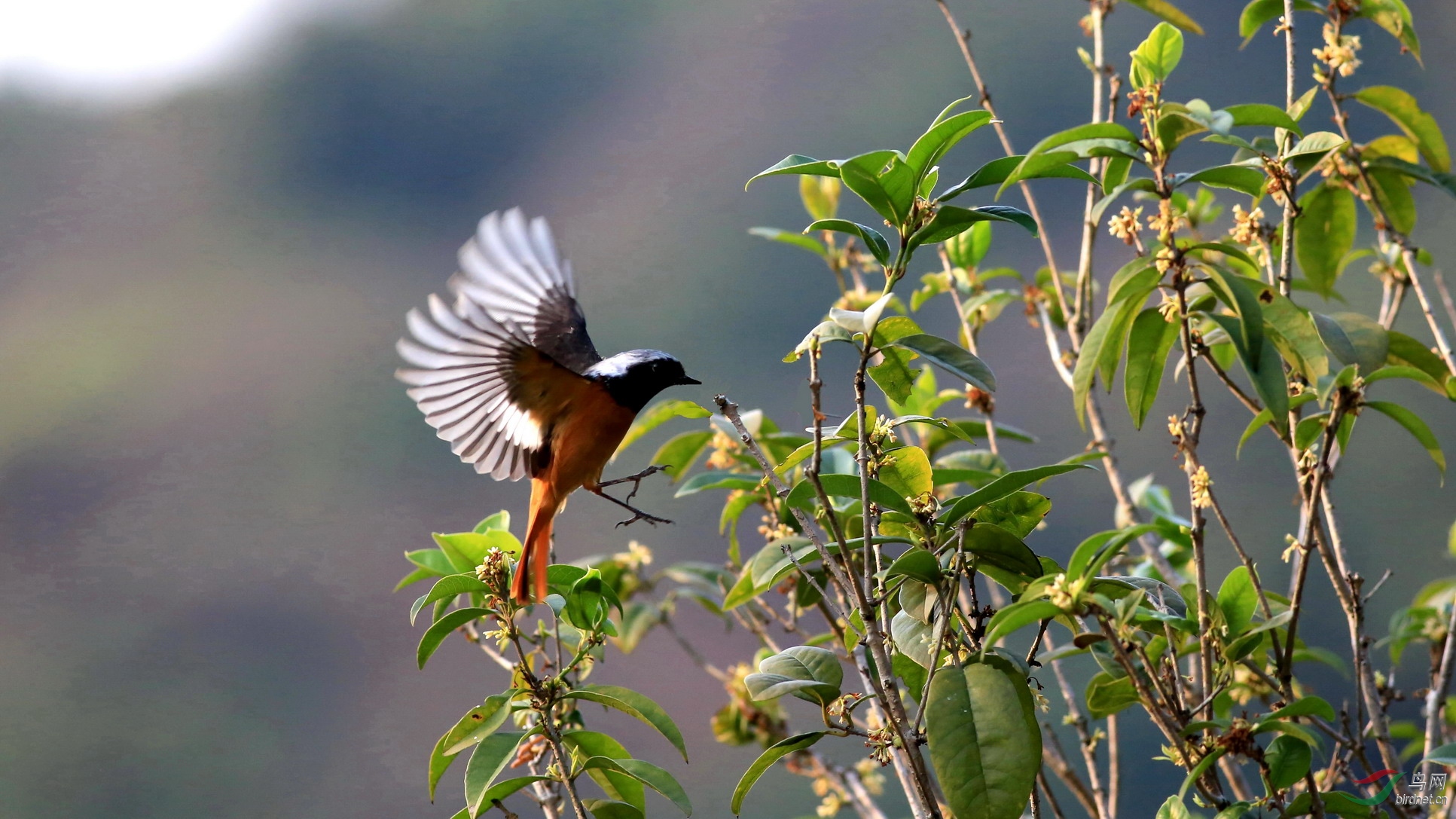桂花林的北红尾鸲