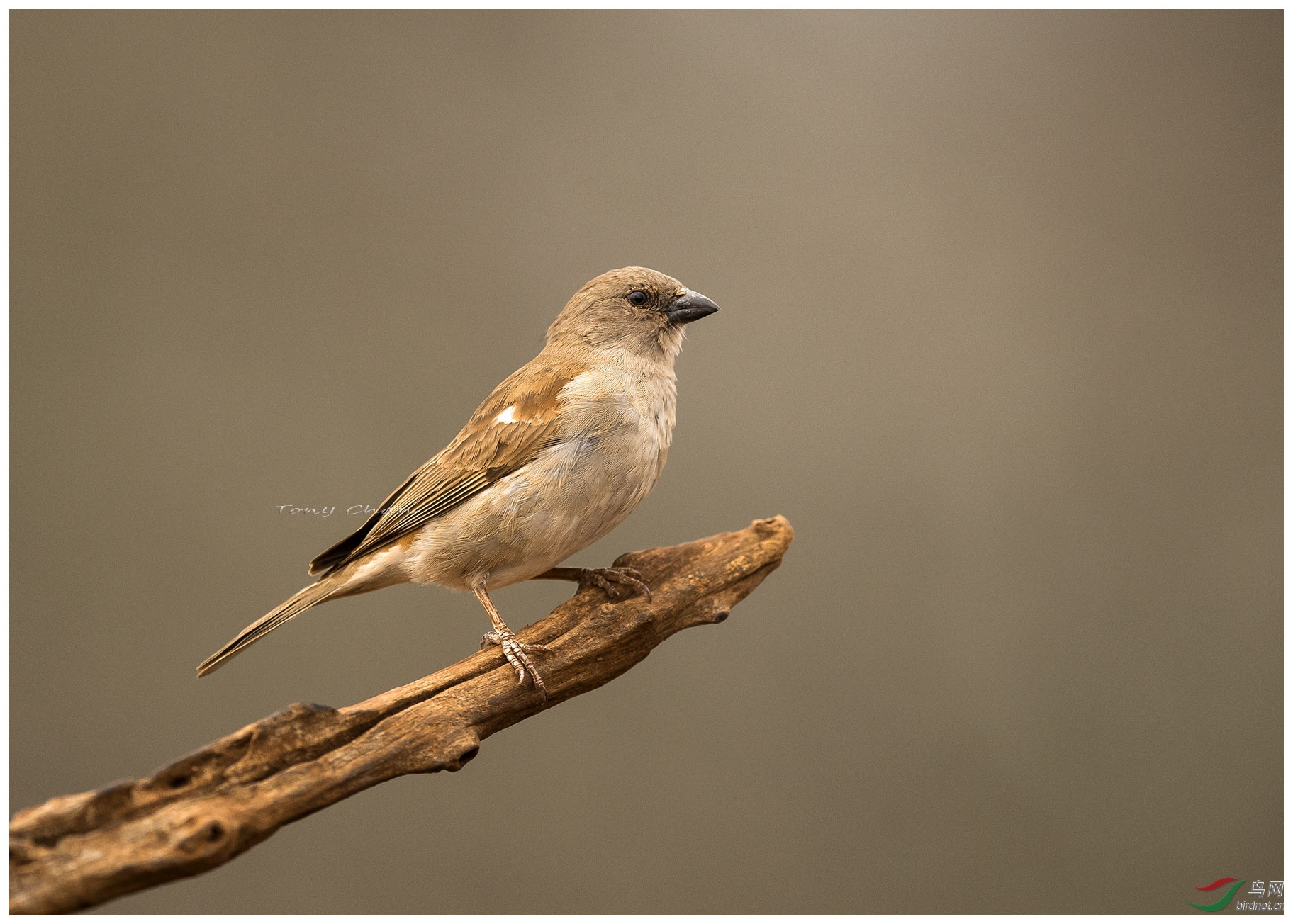 南非麻雀~~~ - 香港版 hong kong 鸟网