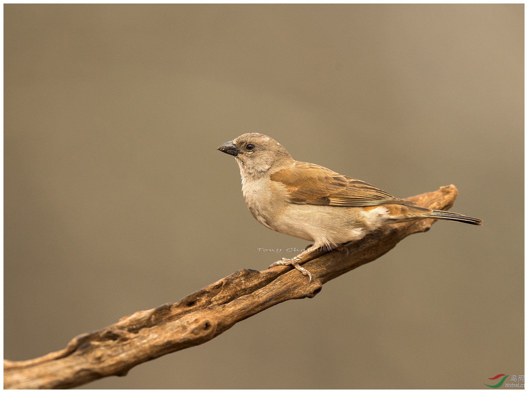 南非麻雀~~~ - 香港版 hong kong 鸟网