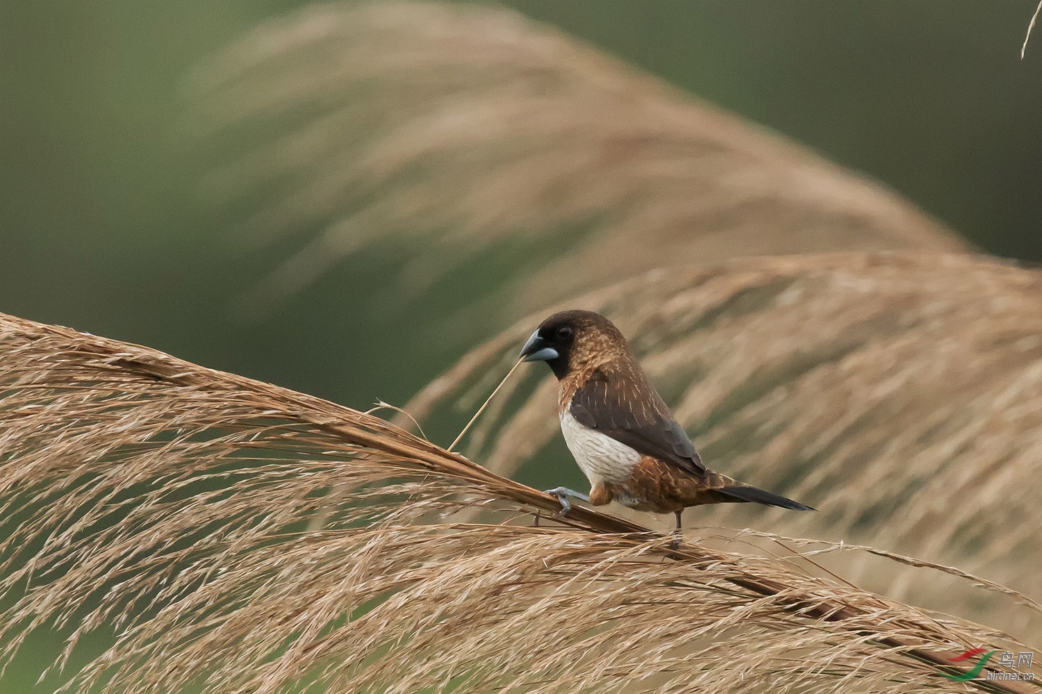 白腰文鸟忙筑巢