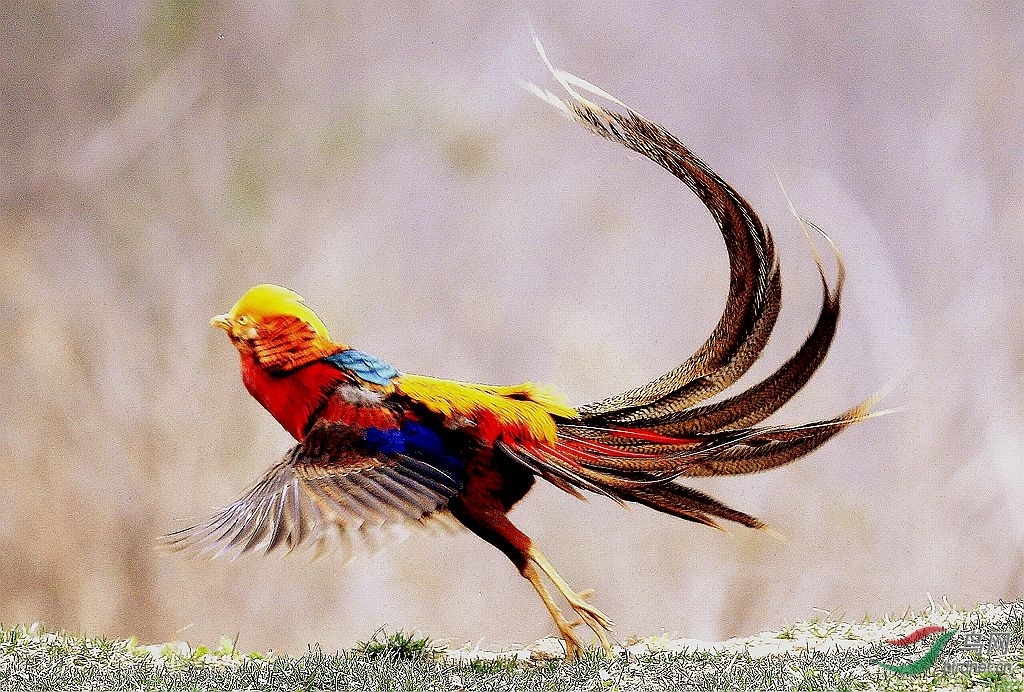 凤凰涅盘, 浴火重生